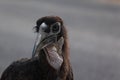 Young ground hornbill