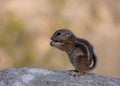 Young ground squirrel Royalty Free Stock Photo