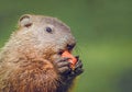 Young Groundhog with carrot in hand soft green background Royalty Free Stock Photo