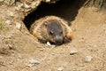 Groundhog - Marmota monax Royalty Free Stock Photo