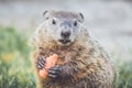 Young Groundhog Marmota Monax with carrot in hands