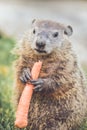 Young Groundhog Marmota Monax standing