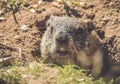 Young Groundhog Marmota Monax closeup in vintage setting