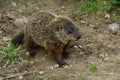 Groundhog - Marmota monax Royalty Free Stock Photo