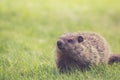 Young Groundhog walking in the green grass in the morning