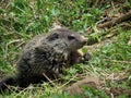 Young Groundhog in Grass Royalty Free Stock Photo