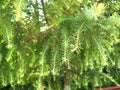Young growing fir trees