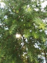 Young growing fir trees