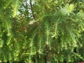 Young growing fir trees