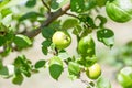 Young growing green apples on an apple tree. Growing fruits in the garden Royalty Free Stock Photo