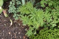 young growing green lupinus plant in spring Royalty Free Stock Photo