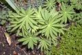 young growing green lupinus plant in spring Royalty Free Stock Photo