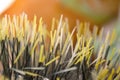 Young growing green sprouts of cat grass, Dactylis glomerata, close up Royalty Free Stock Photo