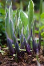 Young growing Hosta plants early Spring Royalty Free Stock Photo