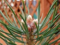 A young pine Royalty Free Stock Photo