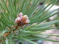 A young pine Royalty Free Stock Photo