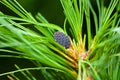 Young growing pine cone on a coniferous green branch Royalty Free Stock Photo