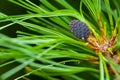 Young growing pine cone on a coniferous green branch Royalty Free Stock Photo