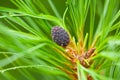 Young growing pine cone on a coniferous green branch Royalty Free Stock Photo