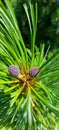 Young growing pine cone on a coniferous green branch Royalty Free Stock Photo