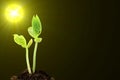 Young growing plant on soil in sunlight in black background Royalty Free Stock Photo