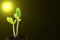 Young growing plant on soil in sunlight in black background