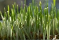 Young growing sprouts of cat grass, Dactylis glomerata, close up Royalty Free Stock Photo