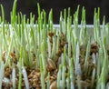Young growing sprouts of cat grass, Dactylis glomerata, close up