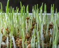 Young growing sprouts of cat grass, Dactylis glomerata, close up Royalty Free Stock Photo