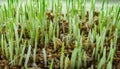 Young growing sprouts of cat grass, Dactylis glomerata, close up Royalty Free Stock Photo