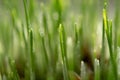 Young growing sprouts of cat grass, Dactylis glomerata, close up Royalty Free Stock Photo
