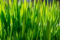 Young Growing Sprouts Of Cat Grass, Dactylis Glomerata, Close Up