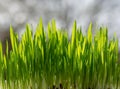 Young Growing Sprouts Of Cat Grass, Dactylis Glomerata, Close Up
