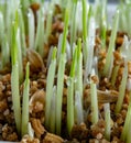 Young growing sprouts of cat grass, Dactylis glomerata, close up