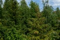 Young growing spruce blossom on a tip of branch spring, beautiful new cones in spruce