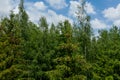 Young growing spruce blossom on a tip of branch spring, beautiful new cones in spruce