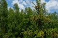 Young growing spruce blossom on a tip of branch spring, beautiful new cones in spruce