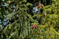 Young growing spruce blossom on a tip of branch spring, beautiful new cones in spruce