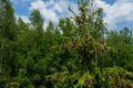 Young growing spruce blossom on a tip of branch spring, beautiful new cones in spruce