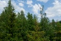 Young growing spruce blossom on a tip of branch spring, beautiful new cones in spruce