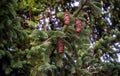 Young growing spruce blossom on a tip of branch spring, beautiful new cones in spruce