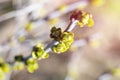 Young growing thin twig of sea buckthorn in farm garden in bright sunlight. Sunlit twig