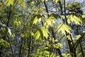 Young growing trees over blue sky Royalty Free Stock Photo