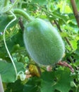 Young growing winter melon