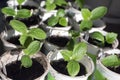 young growth of cucumber sprouts in pot. Selective focus