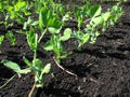 Young growth of pea