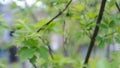 Young gteen leaves in garden