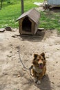 Young guard sentry dog sits on a chain near his dog house Royalty Free Stock Photo