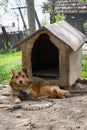 Young guard sentry dog sits on a chain near his dog house Royalty Free Stock Photo