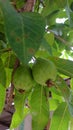 young guava fruit Royalty Free Stock Photo